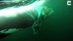 La marine du Chili sauve une baleine coincée dans des filets de peche