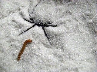 Il nourrit son araignée des sables... Impressionnant