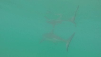 Ces surfeurs reçoivent la visite d'un grand requin blanc