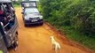 Un léopard sort de nulle part et s'en prend à un chien