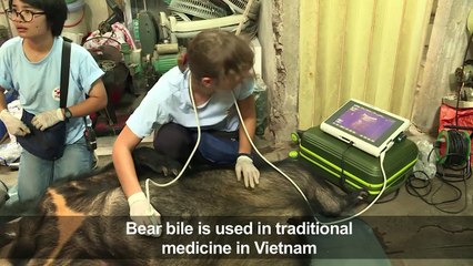 Two bears in Vietnam head for green pastures