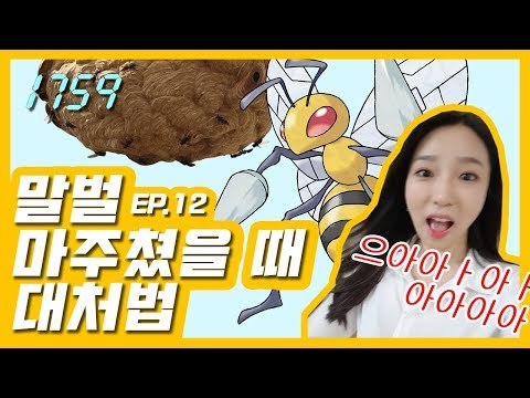 [1759] 말벌에 쏘였을 때 대처법 완전정복!(feat.으앙주금) / 연합뉴스 (Yonhapnews)