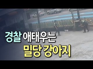 [현장] '집나간' 강아지를 잡아라…경찰·시민 총출동 / 연합뉴스 (Yonhapnews)