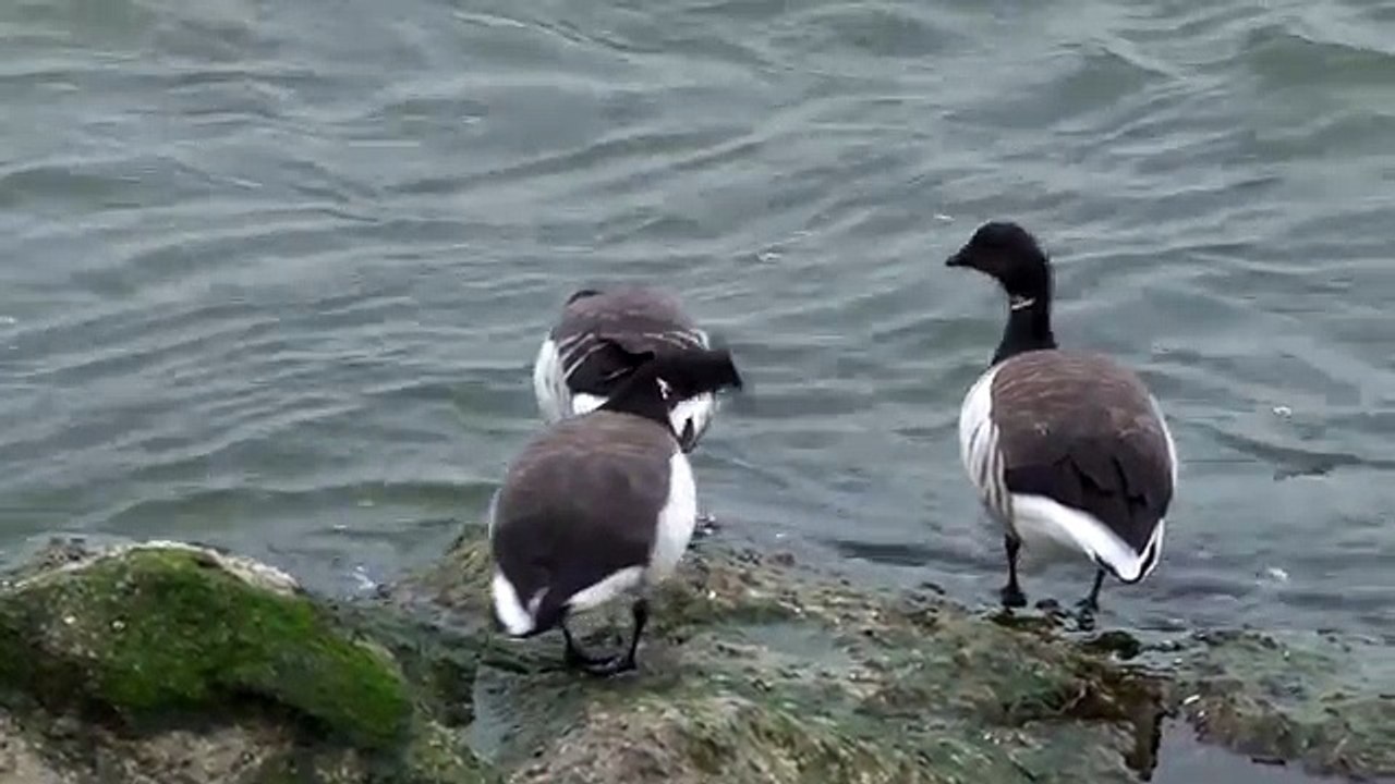 Harlequin Duck Old Squaw Long Tailed Ducks