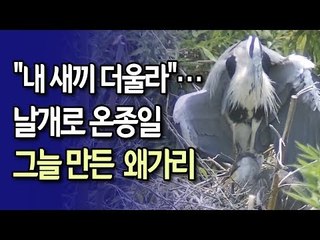 "내 새끼 더울라"…날개로 온종일 그늘 만든 태화강 왜가리 / 연합뉴스 (Yonhapnews)