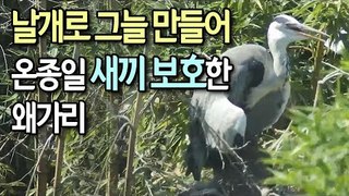 [현장] 해뜰때부터 질때까지…날개로 그늘 만들어 새끼 보호한 왜가리 / 연합뉴스 (Yonhapnews)
