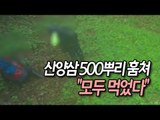 산속 산양삼 500뿌리 훔친 일당…