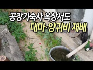 공장기숙사 옥상서도 버젓이…대마·양귀비 재배 140명 적발 / 연합뉴스 (Yonhapnews)