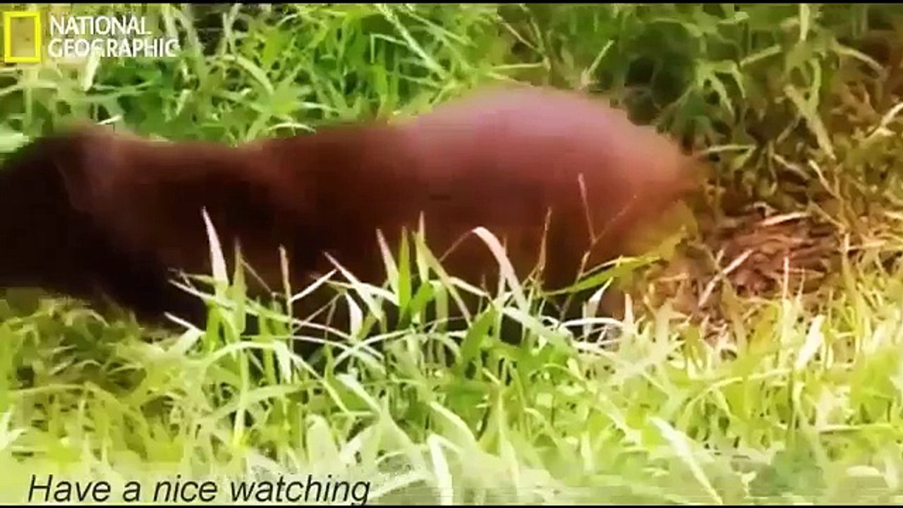 Snake Documentary 2017 National Geographic - The Secrets of Terrifying Life of CROCODILE - BBC Do