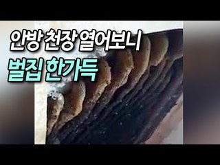 벌이 보여 안방 천장 열어보니…벌집 한가득 / 연합뉴스 (Yonhapnews)