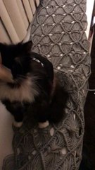 Confused Cat Can't Eat Food on Face