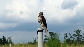 An encounter with a broad winged hawk