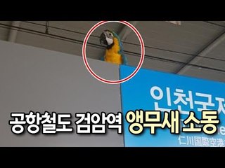 공항철도 검암역 앵무새 소동…쫓기다가 주인과 극적 상봉 / 연합뉴스 (Yonhapnews)