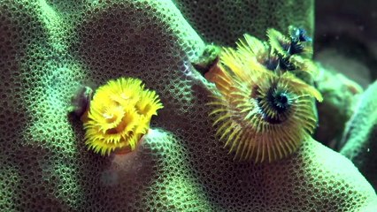 True Facts: Bobbit Worm and Polychaete Pals
