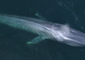 Drone Footage Captures Blue Whales in Monterey Bay, California