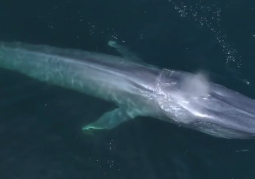 Drone Footage Captures Blue Whales in Monterey Bay, California