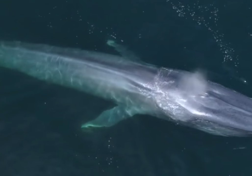 Drone Footage Captures Blue Whales in Monterey Bay, California