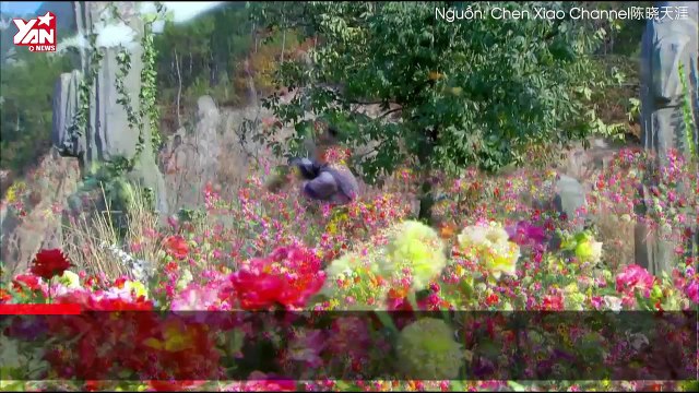 Trần Hiểu bị tố “ăn cháo đá bát” khi phớt lờ Diên Hi Công Lược và tuyên truyền Như Ý Truyện