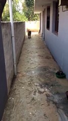 German Shepherd- a perfect space for ball chasing
