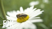 ¡Es el Día de las Abejas! Así es como una persona normal puede salvarlas