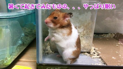 記憶を無くしたハムスター　My hamster lost all memory