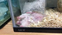 スッ、スッ、ストレスで、、、掃除きらいなハムスター 【シェアで癒し拡散ｗｗ】 Cutest hamster!