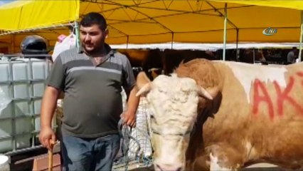 Pazarın Paşası 21 bin liraya alıcı buldu