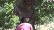 Tunceli Günlerce Gezerek Ağaçlarda Buldukları Balın Kilosunu 500 Liradan Satıyorlar -1