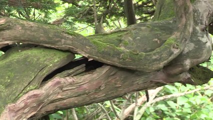 폭염에 백두대간 곳곳 훼손...생태계 생존 위협 / YTN