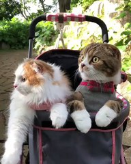 My baby cats  are ready to go out with me