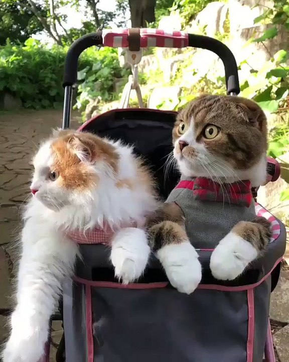 My baby cats  are ready to go out with me