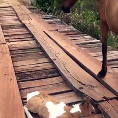 When a pony gets trapped in a bridge see what happens!!!!