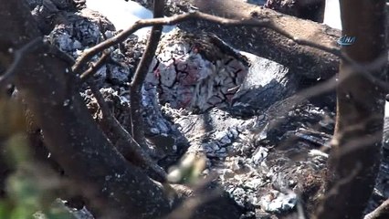 Bursa’da 5 hektarlık alan küle döndü