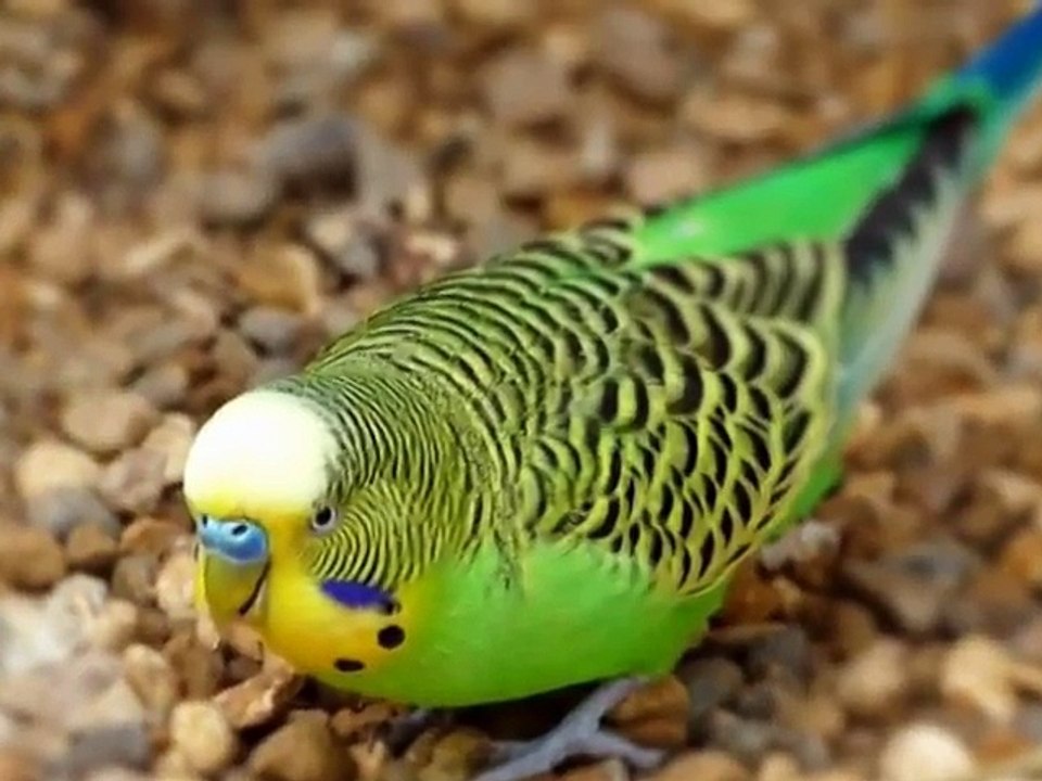 Budgies Parrots Young and Adult me farak very useful video in Urdu_Hindi. - YouTube