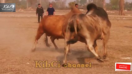 Buffalo fighting - Nyuj sib nraus zoo saib kawg