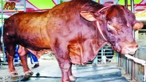 অবশেষে বিক্রি হলো কুরবানীর সেরা গরু সেই বাহাদুর। কত লক্ষ টাকা বিক্রি হল জানলে চোখ কপালে ওটবে আপনার