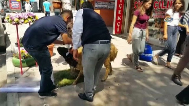 Kars’ta gelin koçu geleneği sürüyor