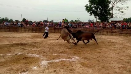 Nyuj sib nraus nyob hauv zos lav 52 zoo saib