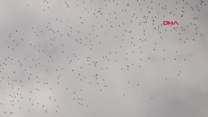 İstanbul Leylekler İstanbul Semalarında