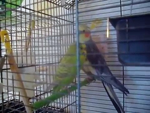 Волнистый попугай и Карэллаю Волнистый попугай говорит
