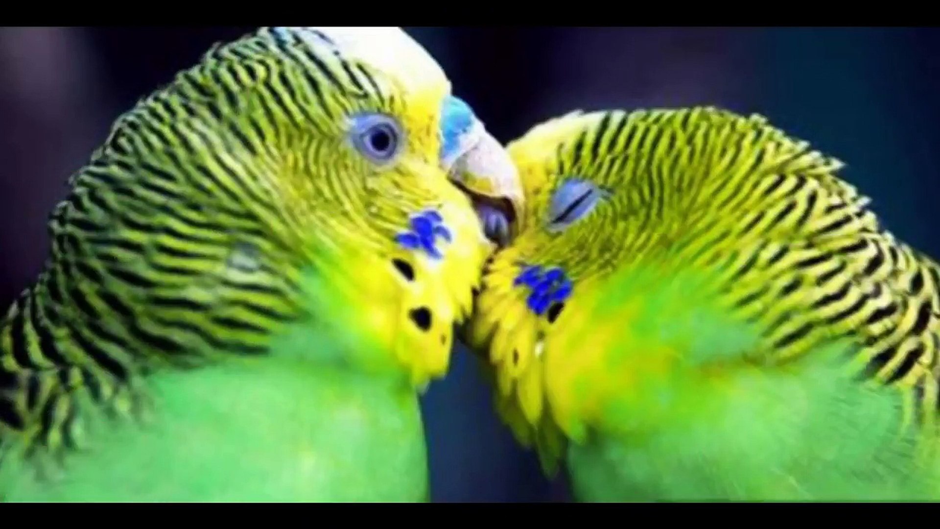 Budgies Parrots Breeding Tips in (Urdu_Hindi) BUDGIES KINGDOM with Hasnat  RAJPOOT - YouTube - video dailymotion