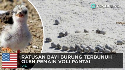 Download Video: Pemain voli bunuh bayi-bayi burung - TomoNews