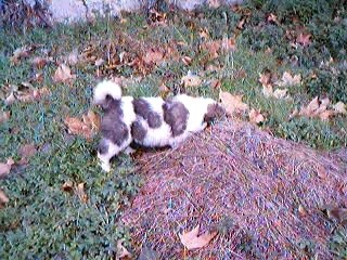 Alaska 8 semaines vidéo