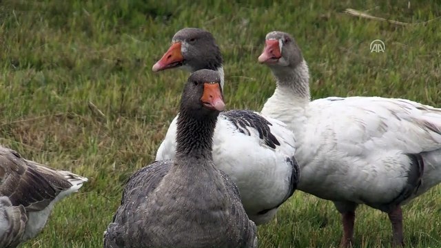 Kars kazı Çıldır Gölü'nün serin sularında - KARS