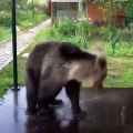 Un ours joue comme un fou dans une flaque d'eau