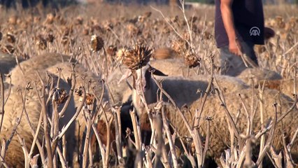 Hayat pahalılığı kurban pazarlarını vurdu - TUNUS
