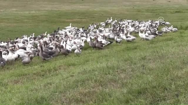 Kars Kazı Çıldır Gölü'nün Serin Sularında - Kars
