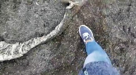 Mystery sea creature washes up in Russia