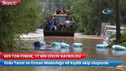 Ordu'daki selde 809 ton fındık, 17 bin civciv kayboldu