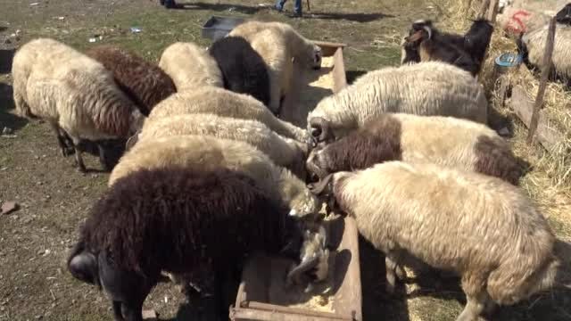 Bayrama Sayılı Günler Kala Bazı Vatandaşlar Kurbanlıklarını Alırken, Bazı Vatandaşlar Son Günü...